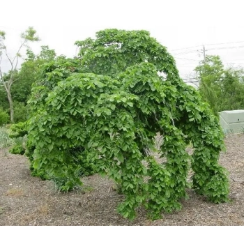 WIĄZ CAMPERDOWNII szczepiony - sadzonki 140 / 170 cm